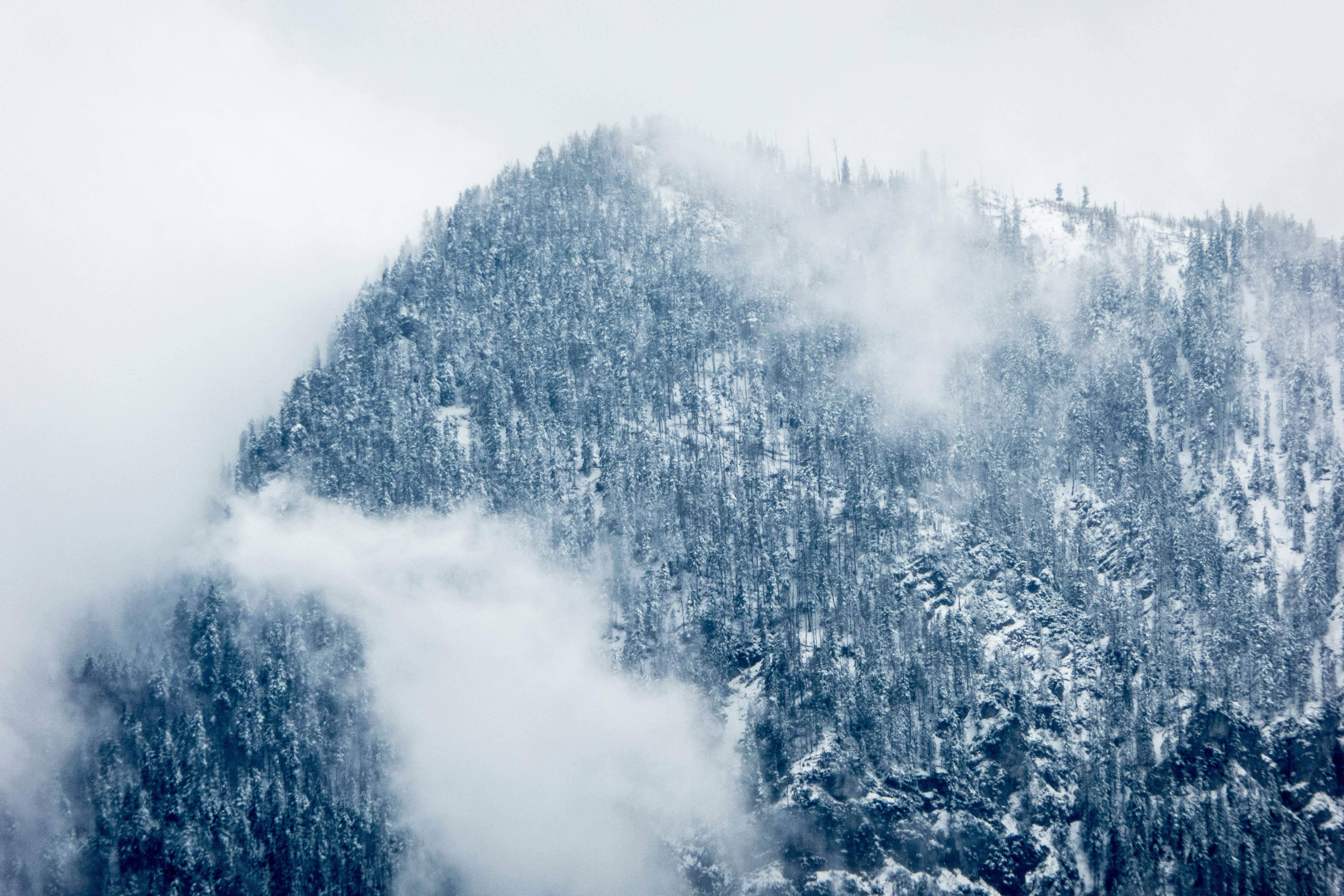 snow covered trees during daytime